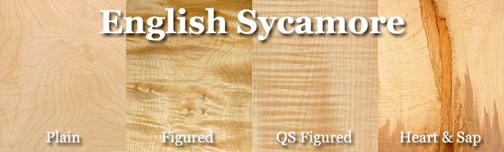 english sycamore wood