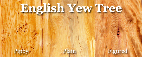 Yew (English)